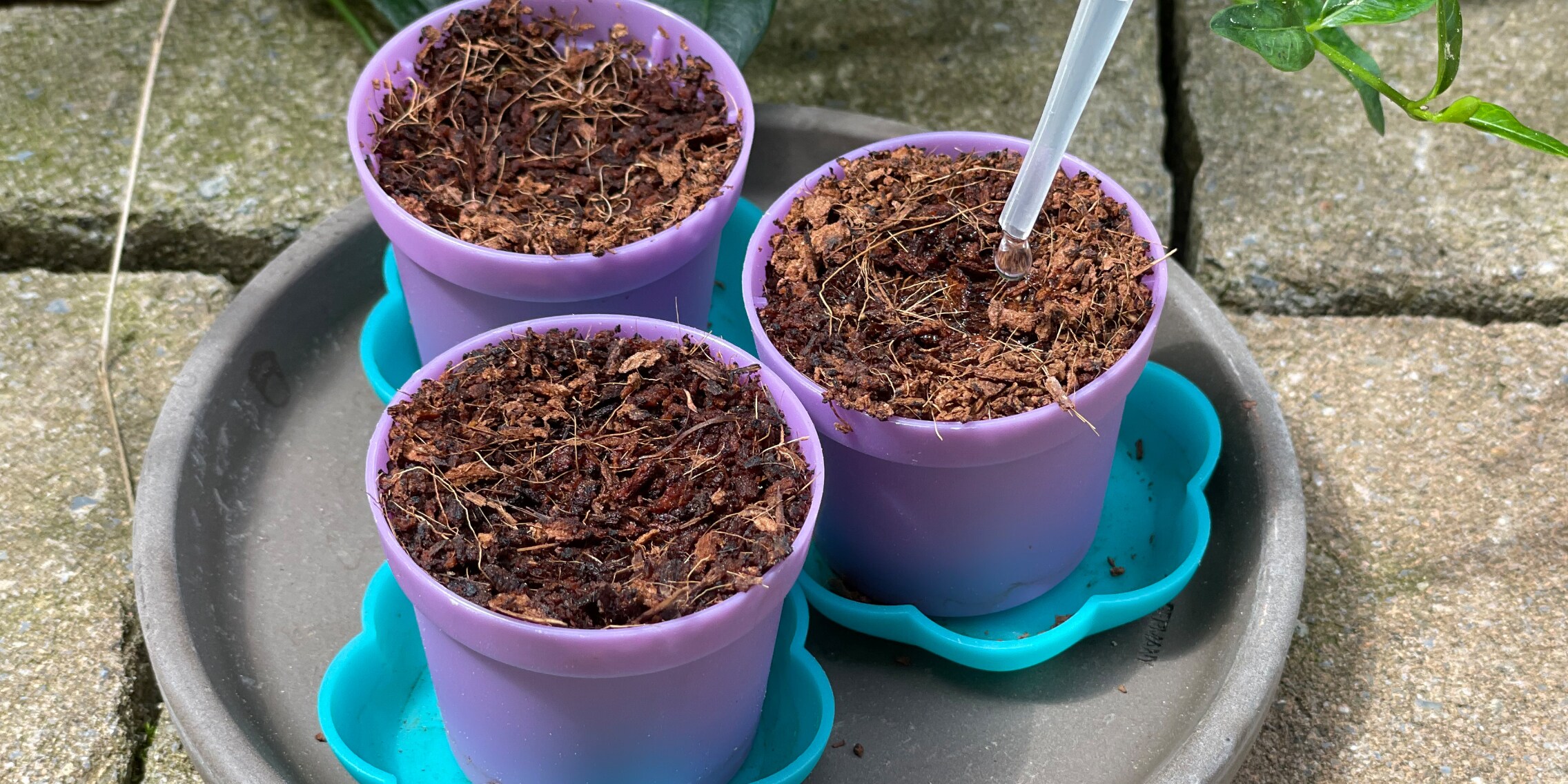 Experimente Für Kinder Ab 6 KOSMOS 657819 Feen-Erdbeeren Experimentier-Set Pflanzset Bastel Sets