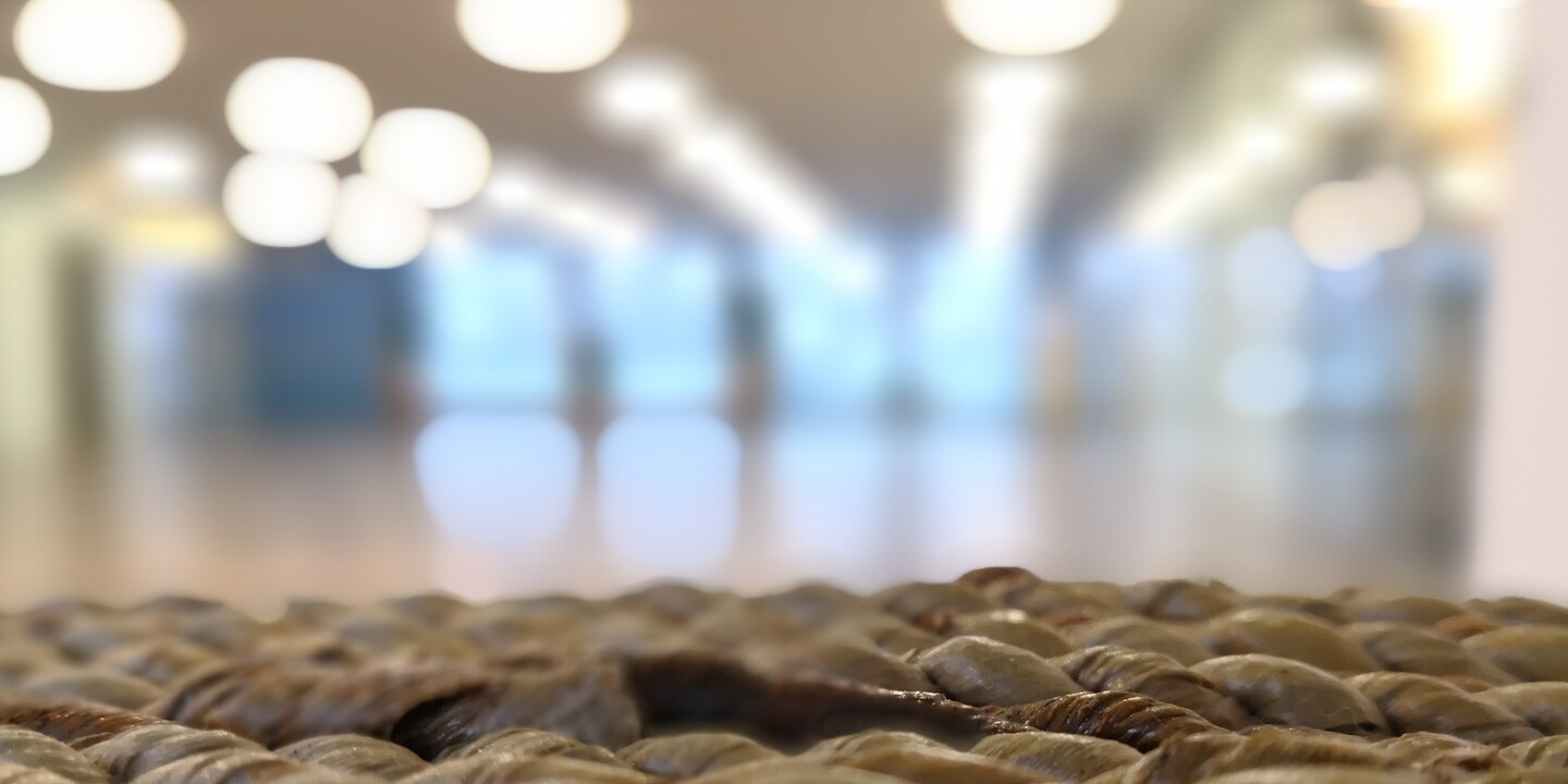 Smartphones mit Bokeh-Effekt: Revolution oder Spielerei?