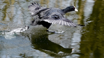 1/2000 sec, f4, 500 ISO, camera JPEG