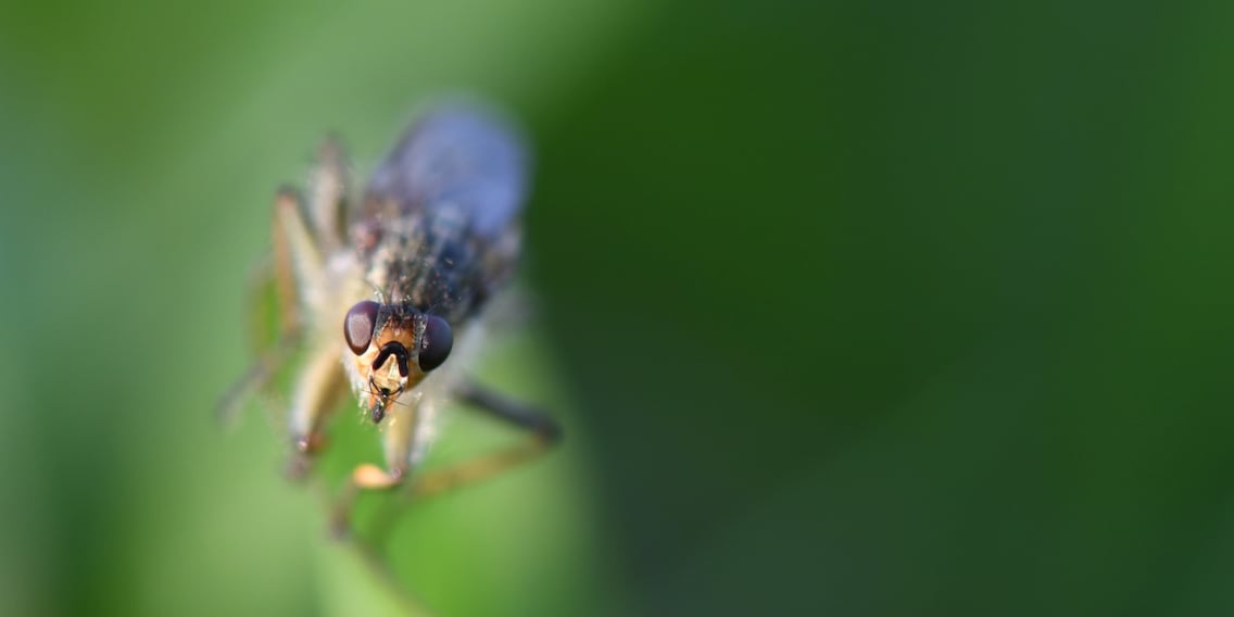 What you need for macro photography