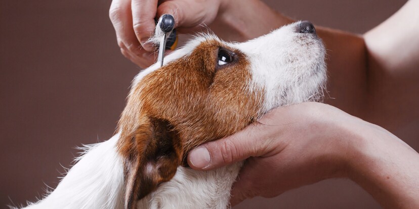 Regelmässiges Bürsten und Nahrungsergänzung helfen deinem Hund in der Fellwechsel-Phase.