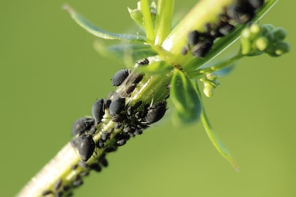 A common pest in local gardens: aphids.