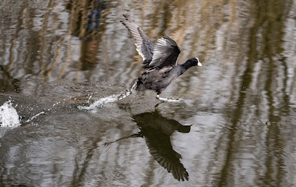 S mode with 1/2000 second. An even faster shutter speed would have been ideal.