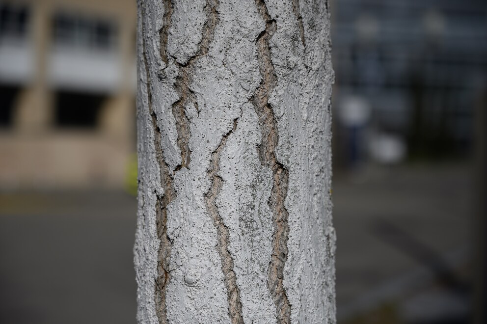 Licht von hinten