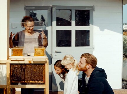Anders als bei traditionellen Bienenstöcken, kannst du deine Bienen dank der Fenster ungestört überwachen. Bild: Beeing