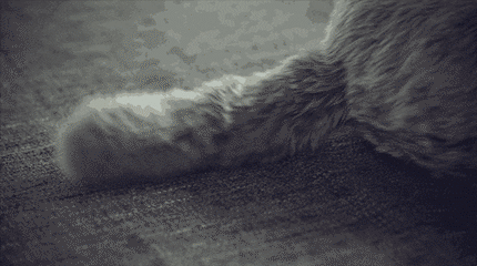 Gif: qoobo.info