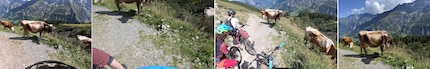 V.l. GoPro, Sony, DJI, Pixel. Die schönen Kuhbeine sind das Ergebnis der Sony-Kamera, die unbemerkt verrutscht ist.