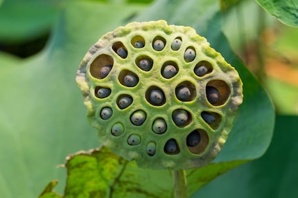 Teste, ob auch du betroffen bist – mit diesem Bild einer Lotusblume.