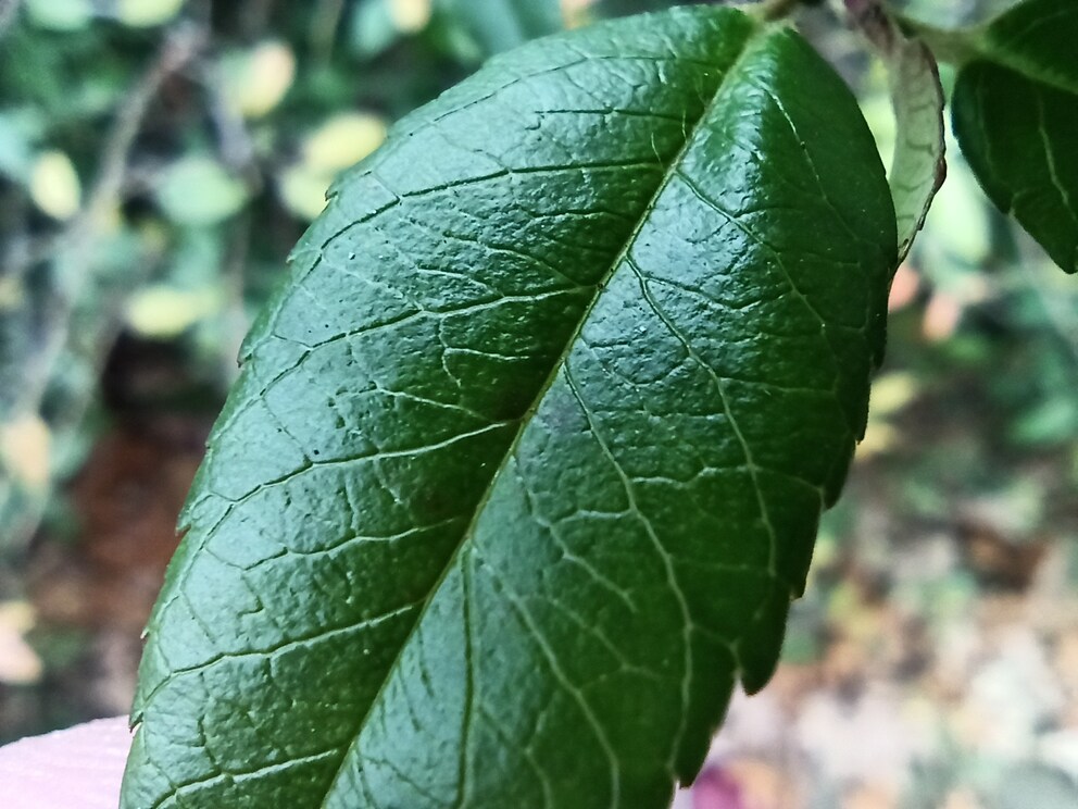 Mit der Makrolinse des Redmi Note 8 Pro kommst du nah heran.