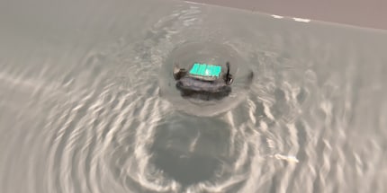 Er rollt nicht nur auf Hartböden und Teppich, sondern auch im Wasser.