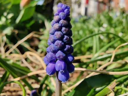 This is how close I can get with the macro camera.