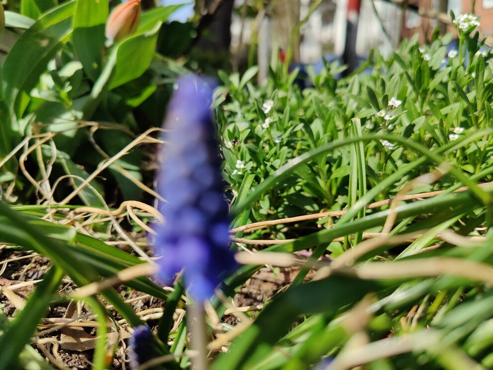 So sieht das gleiche Bild aus der Hauptkamera aus.