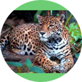 Jaguarmamy