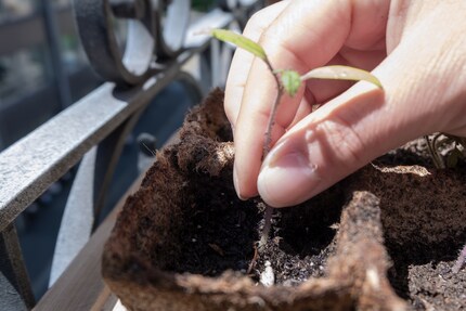 If there is only one plant in such a biodegradable growing container, you can theoretically also transplant it.