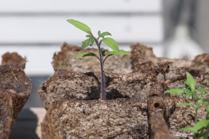 The small leaves are slightly darker and more wavy than the cotyledons.