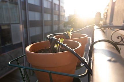The tomatoes and I have now earned the sunset.