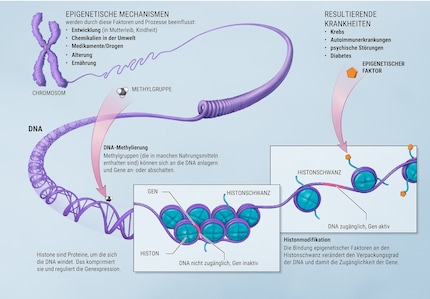 Eine Metaebene der Regulation. Wie epigenetische Veränderungen die Gesundheit beeinflussen können. Bild: © National Institutes of Health. A scientific illustration of how epigenetic mechanism can affect health, d. Bearbeitung: Spektrum der Wissenschaft (Ausschnitt)