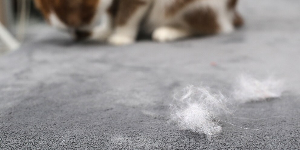 Überall Katzenhaare: Mit einem einfachen Trick wirst du sie wieder los.