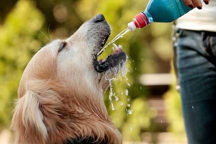 Staying hydrated isn’t just something people have to do on hot days. Make sure your four-legged friends drink plenty of water too. Having a handy water bottle is a great way to remind you to keep topped up on H20.