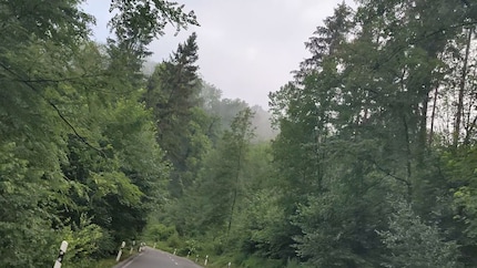 Ein Frame Wald, wie von der Kamera aufgenommen