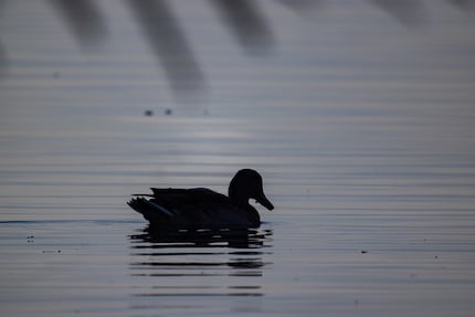 1120mm, f/16, 1/1250 Sek., 500 ISO