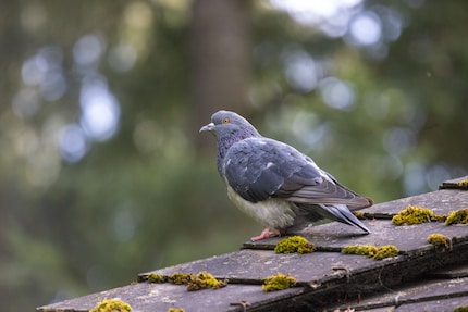 600mm, 1/640 Sek., 8000 ISO