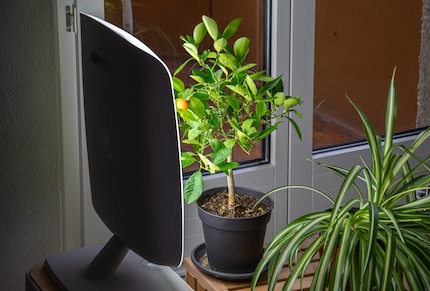 Wellness for the houseplant.