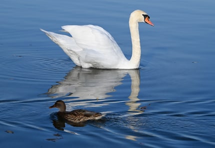A shot with tracking of the swan's head.