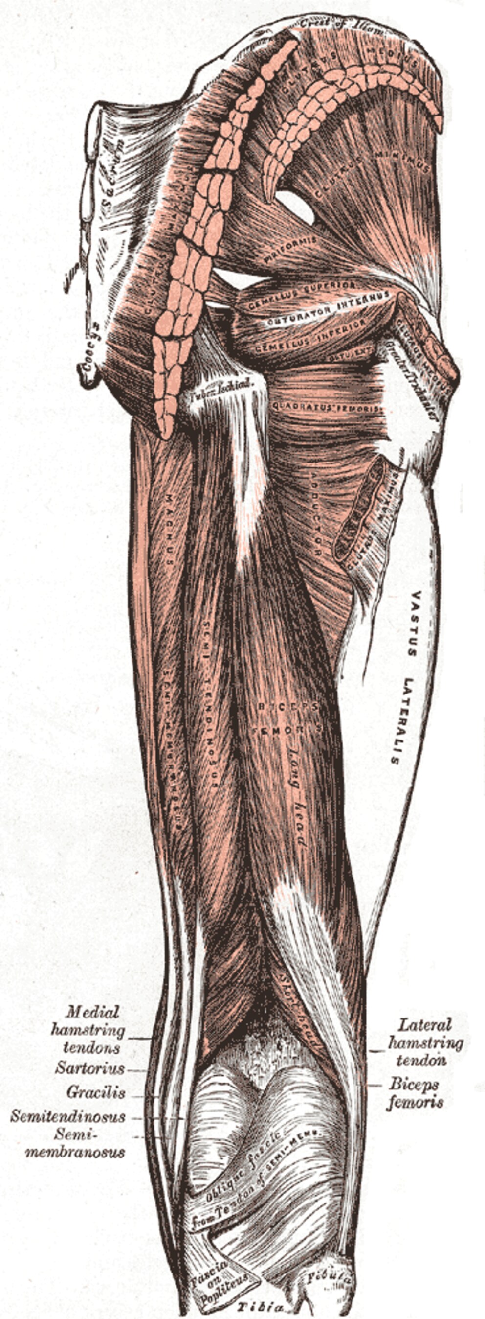 Bild: Wikimedia Commons/gemeinfrei