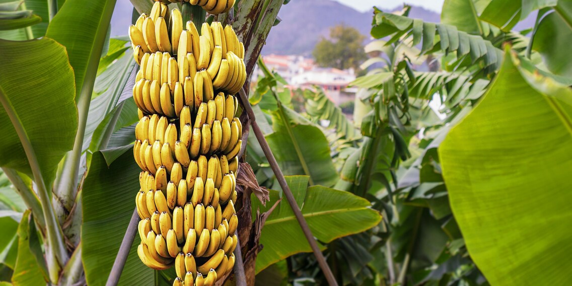 Gibt es bald keine Bananen mehr?