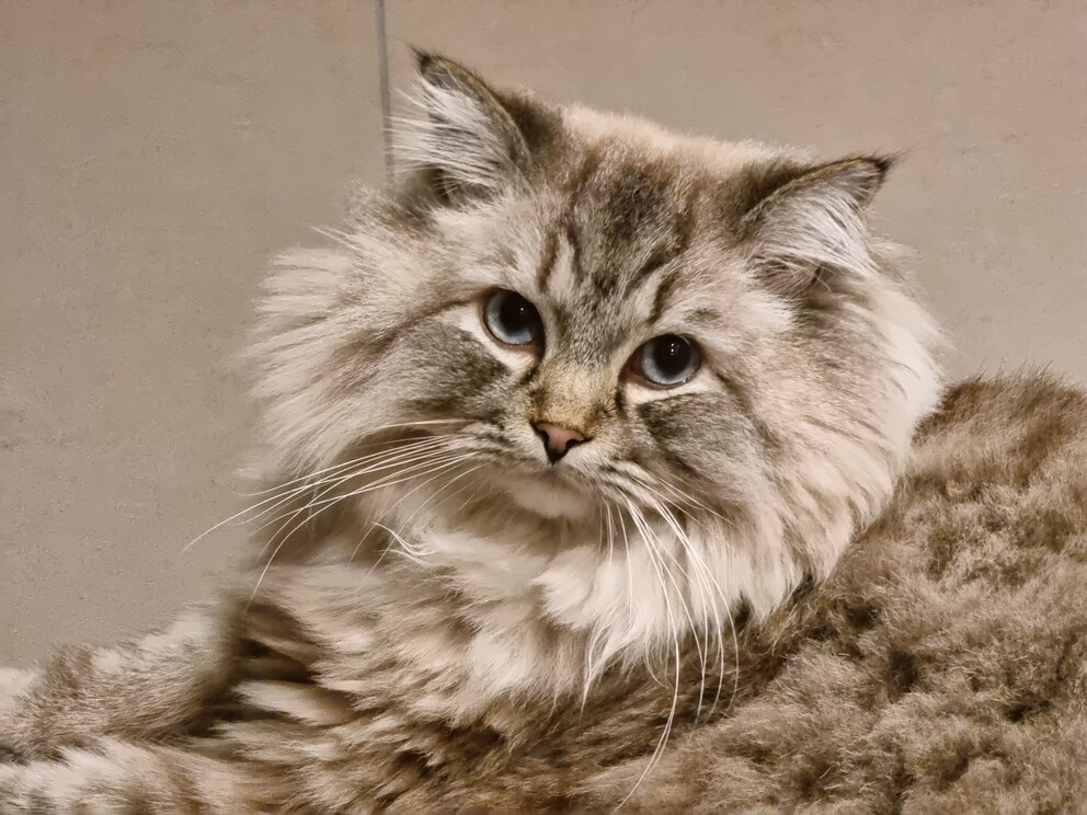Kollege Kater bei 10x Zoom