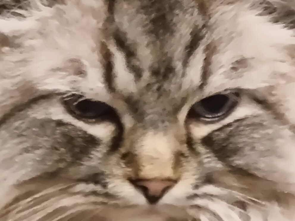 Kollege Kater bei 30x Zoom