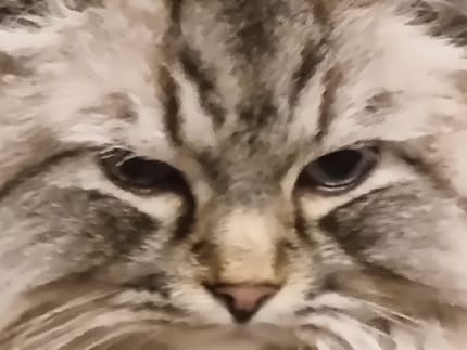 Kollege Kater bei 30x Zoom