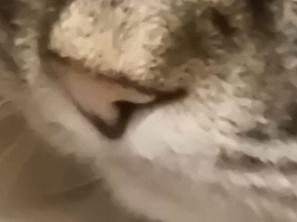 Kollege Kater bei 100x Zoom