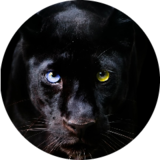Panthera_