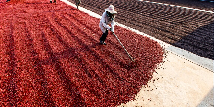 Alles über Rohkaffee: Der Fairste ist nicht Fairtrade