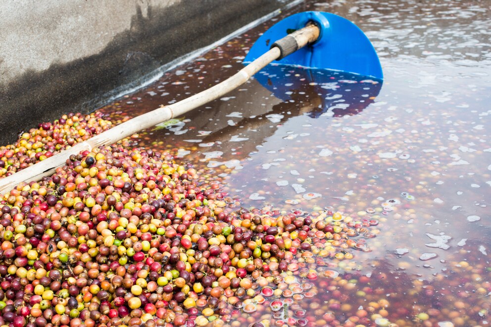 Washed Kaffee im Wasserbad