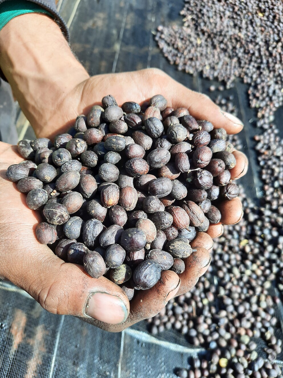 Getrockneter «natural» Kaffee, bevor er geschält wird