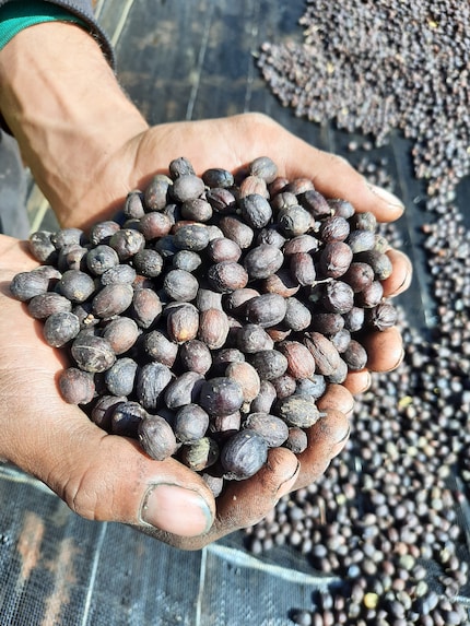 Getrockneter «natural» Kaffee, bevor er geschält wird