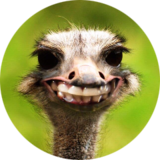 d-renzo