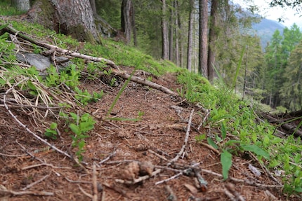 Auf diesem Pfad bewegt sich Wild durch den Wald.