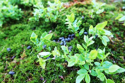 ... und was ein wenig verschwommen wie Heidelbeeren aussieht, stammt vom Reh.