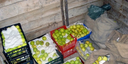 In Obstkisten kannst du Äpfel im Keller lange aufbewahren.