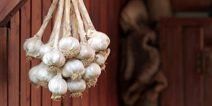 Zusammengeknüpft und aufgehängt: So spart Knoblauch bei der Aufbewahrung im Keller Platz.