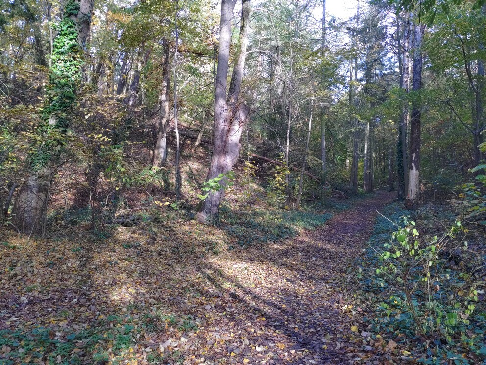 Fotografiert mit dem Automatikmodus wirkt der Wald deutlich kühler als in der Realität.