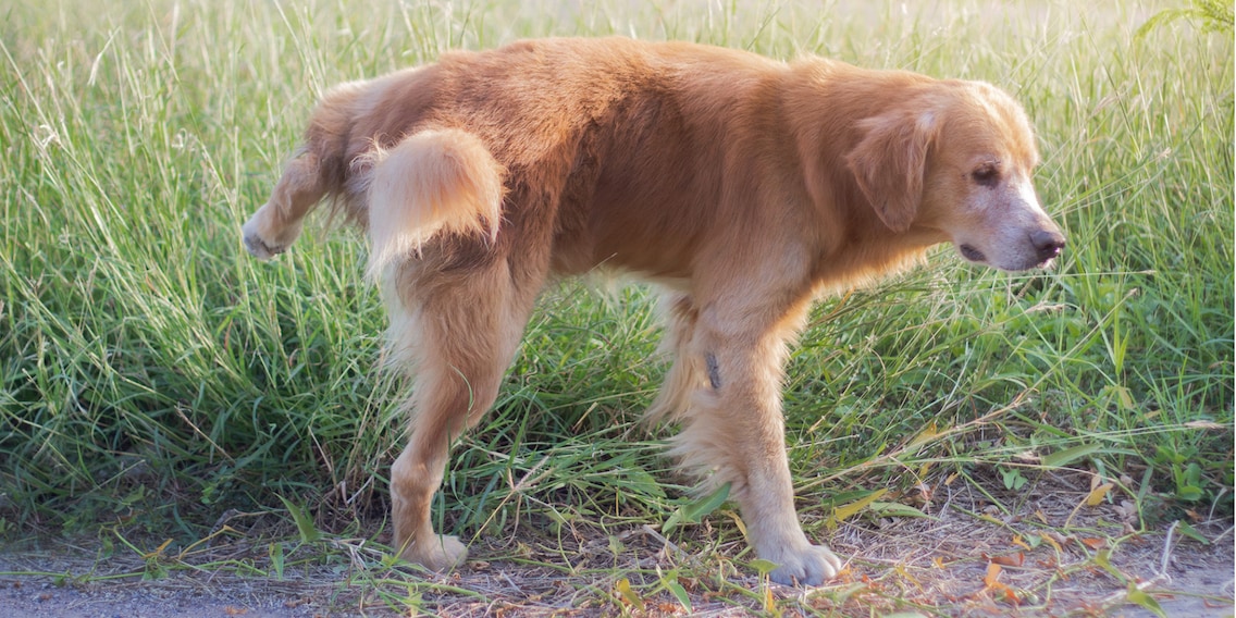 Hunde überdüngen Naturschutzgebiete zusätzlich