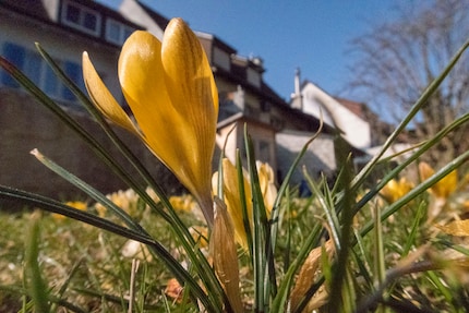Frühlingserwachen im Garten und in meinem Kopf.