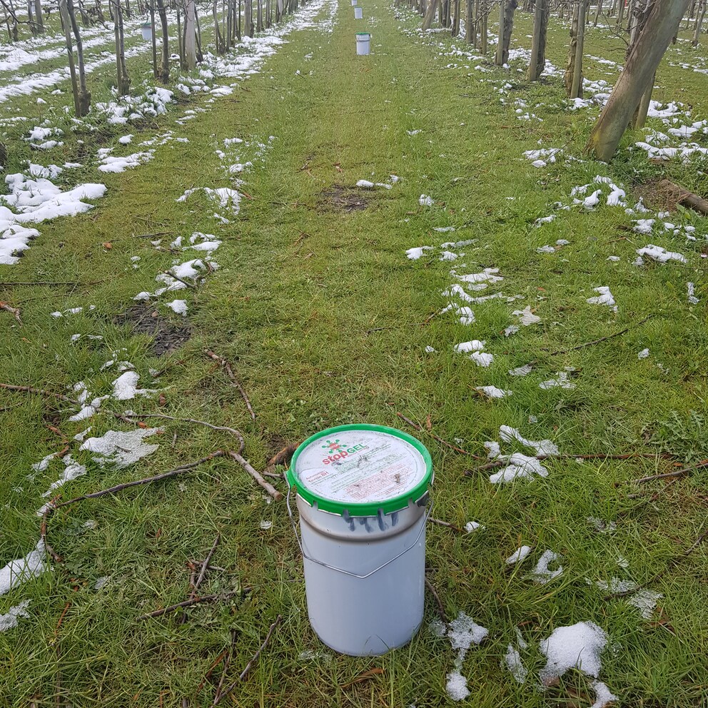 Rund 400 solcher Parafin-Kerzen hat mein Bruder vor der Frostnacht in seiner Anlage verteilt.