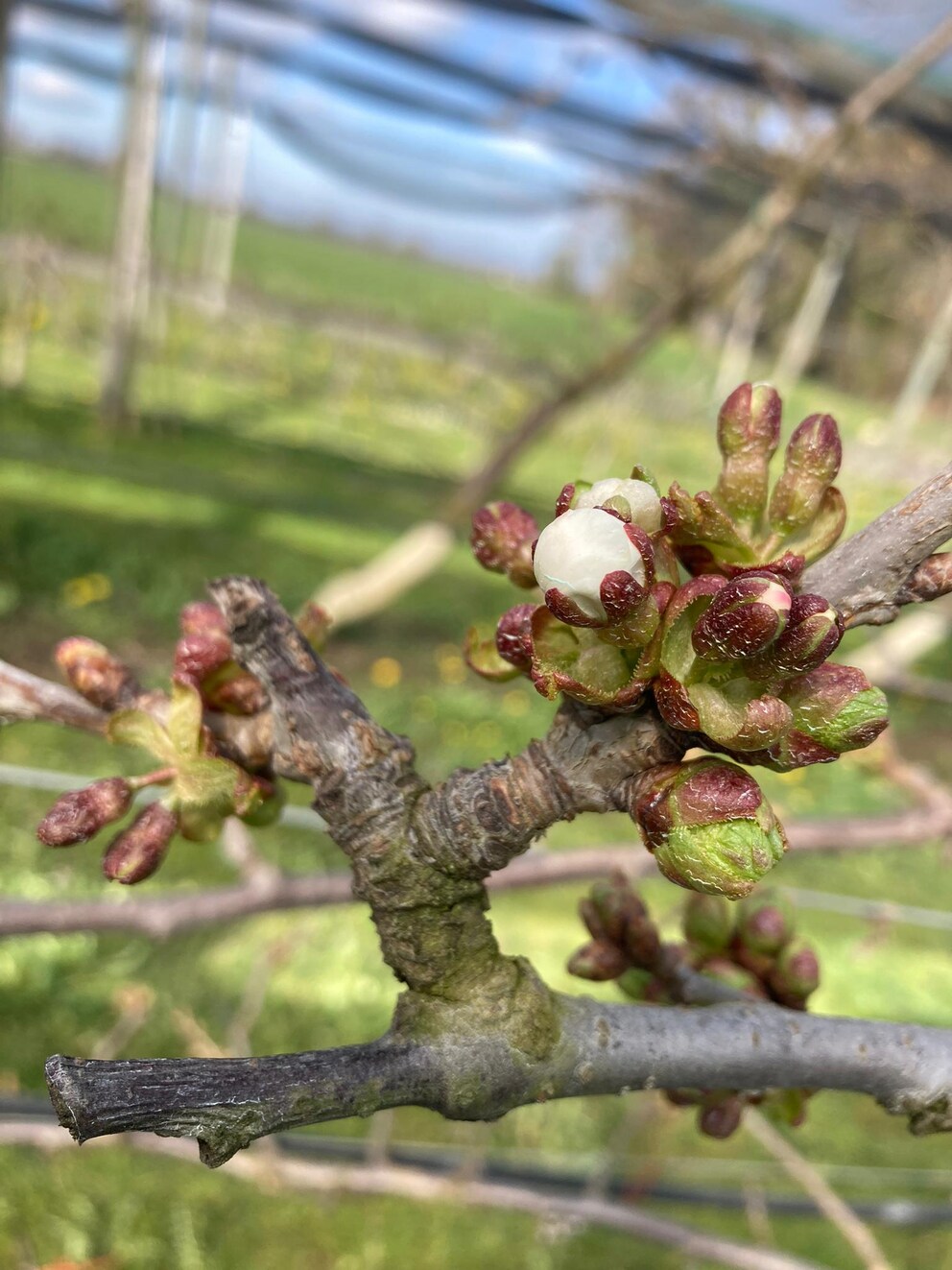 Ende März haben die Kirschbäume bereits Blüten entwickelt.