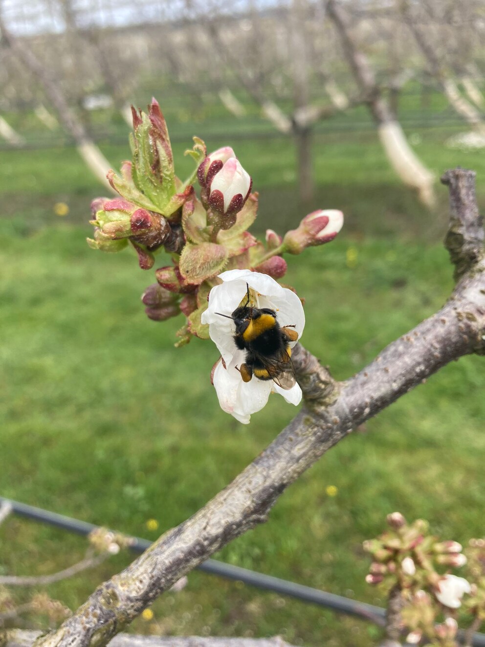 Bereits einen Tag nach der Frostnacht machen sich die ersten Hummeln daran, die Blüten zu bestäuben.